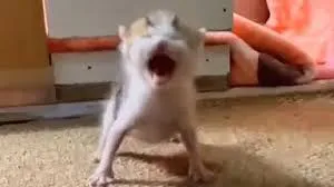 我要吃飯貓