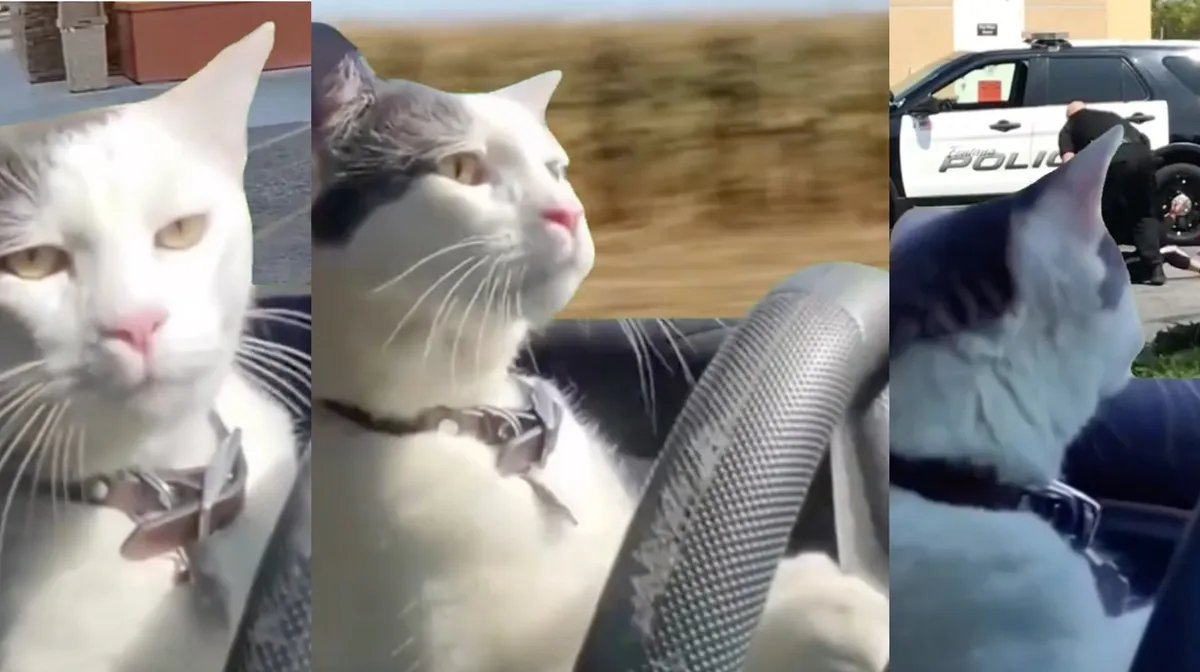 開車貓