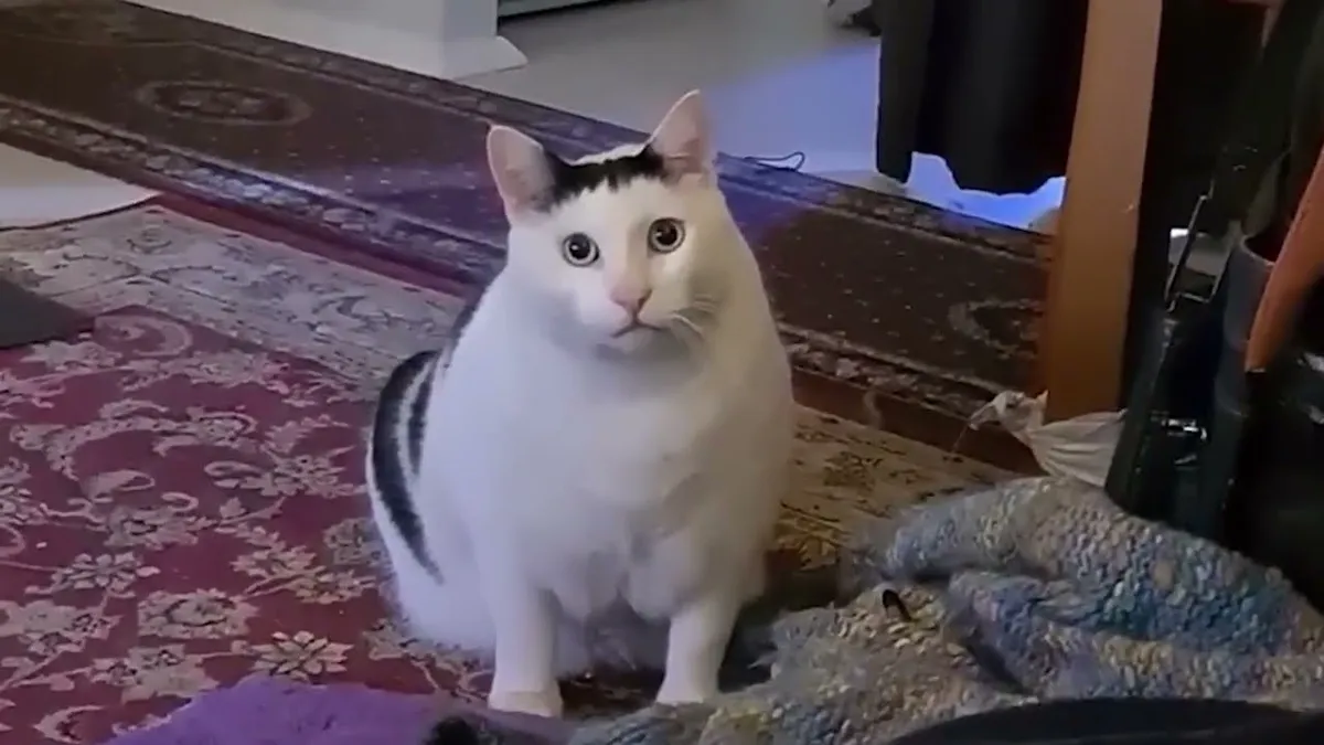 Huh? Cat