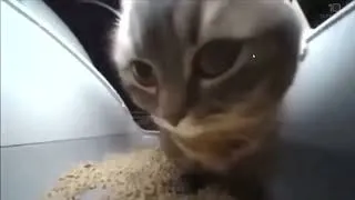 Chipi 猫