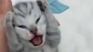 尖叫抱頭貓