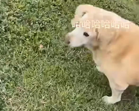前面有一隻超可愛的狗勾