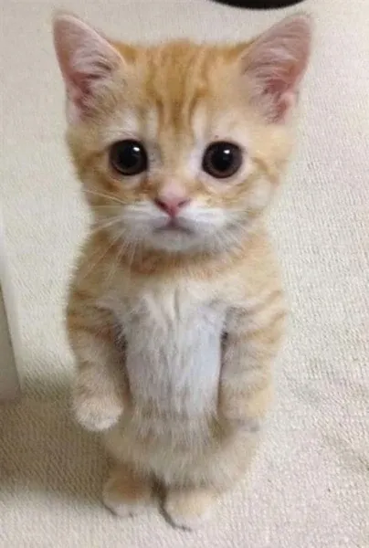 娃娃丟（El Gato）