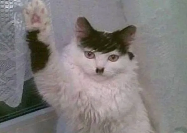 Cats That Look Like Hitler!