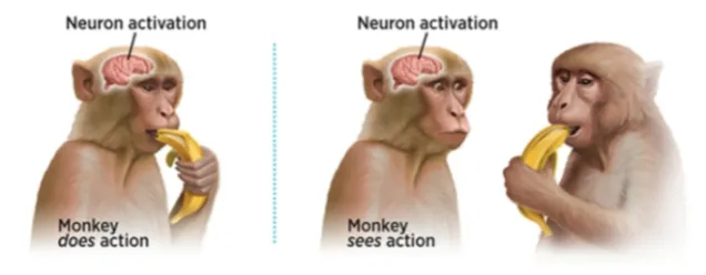 Neuron Activation